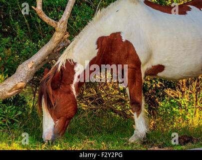 Wildpferde Assateague Insel Stockfoto