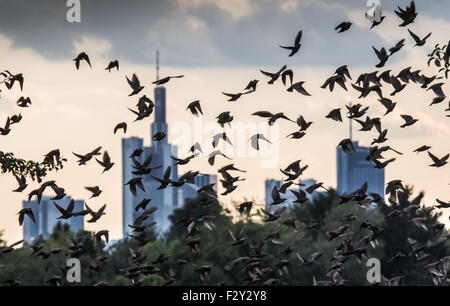 Eine Herde von Stare ausziehen vor dem Hintergrund der Hochhaus Skyline in Frankfurt Am Main, Deutschland, 20. September 2015. FOTO: FRANK RUMPENHORST/DPA Stockfoto