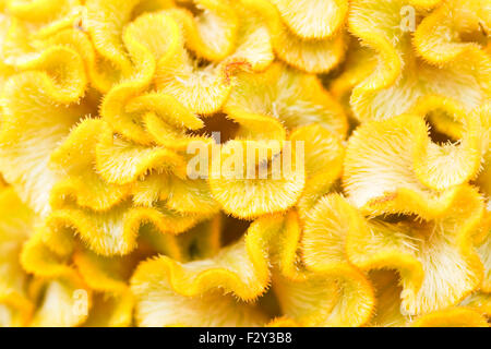 Hahnenkamm-Blumen Stockfoto