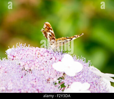 Makroaufnahme einer Karte Schmetterling (Araschnia Levana) auf einer Blume lila Hortensie Stockfoto