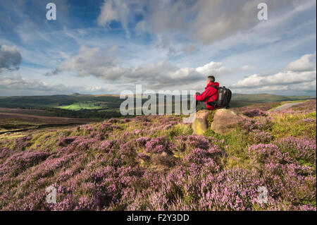 Ein Blick über in Richtung Shutlinsloe mit Decke von Heather, Peak District National Park, Staffordshire Walker Stockfoto