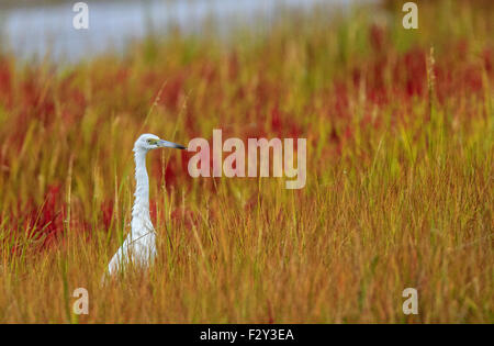 Reiher im September Salzwiesen auf Assateague Insel Stockfoto