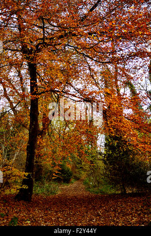 Schönen Herbst Blätter gefüllt Brighstone Laubwald Stockfoto