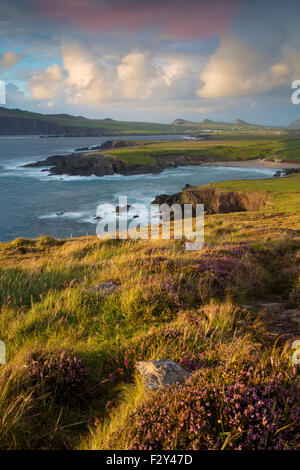 Abend von Sonnenlicht über Ballyferriter Bay, Sybil Point und den Gipfeln der drei Schwestern, Halbinsel Dingle, County Kerry, Irland Stockfoto