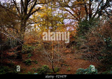 Schönen Herbst Blätter gefüllt Brighstone Laubwald Stockfoto