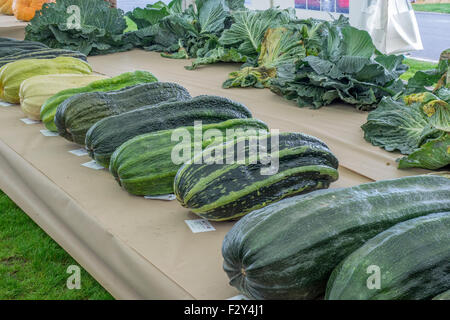 Malvern, Worcestershire, UK. 25. September 2015. Malvern-Herbst-Show in drei Grafschaften Showground - UK Riesen Gemüse Meisterschaften.  Die Klasse für Riesen Zucchini wartet auf Kredit zu urteilen: Ian Thwaites/Alamy Live News Stockfoto