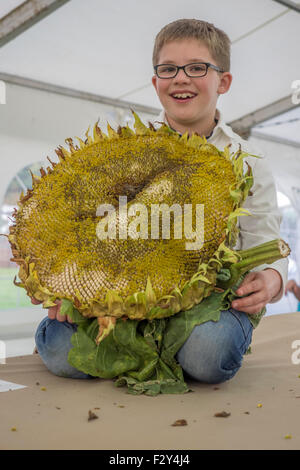 Malvern, Worcestershire, UK. 25. September 2015. Malvern-Herbst-Show in drei Grafschaften Showground - UK Riesen Gemüse Meisterschaften.  Jamie Courtney - vierzig mit Hus Riesen Sonnenblume, dass er in der Show getreten und hat den Weltrekord gebrochen. Bildnachweis: Ian Thwaites/Alamy Live-Nachrichten Stockfoto