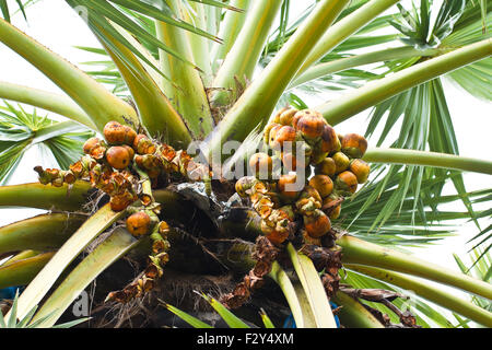 Asiatische Palmyra-Palme Stockfoto