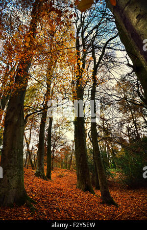 Schönen Herbst Blätter gefüllt Brighstone Laubwald Stockfoto