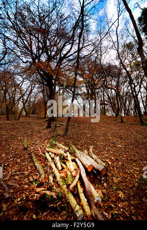 Schönen Herbst Blätter gefüllt Brighstone Laubwald Stockfoto