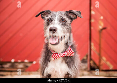 Verrutzter Hund mit Fliege lächelt vor dem roten Stall Stockfoto