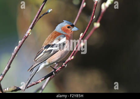 Buchfink im Frühjahr farbige Federn stehend auf einem Zweig Stockfoto