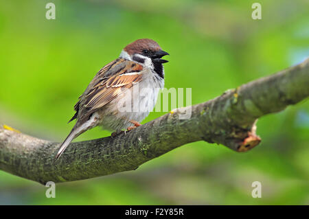 Foto des eurasischen Tree Sparrow auf einem Ast Stockfoto