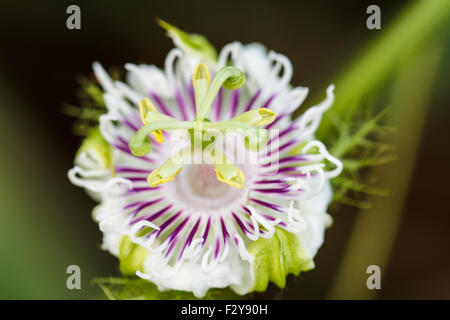 Passiflora Laurifolia Linn Stockfoto