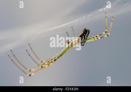 Obstgarten Orb Weaver Spider (Leucauge Venusta) ihr Netz zu weben Stockfoto