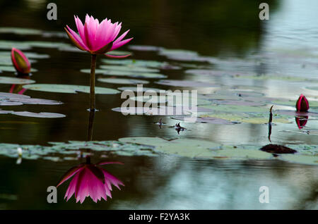 Rosa Lotus Blume Reflexion im Wasser im Morgenlicht Stockfoto