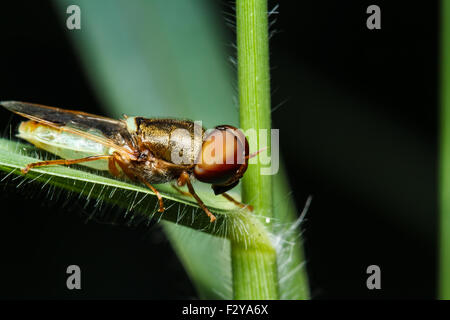 Insekt auf dem grünen Rasen Stockfoto