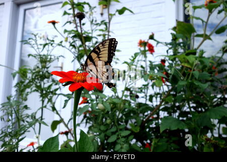 Monarchfalter auf mexikanische Sonnenblume im Hausgarten Stockfoto