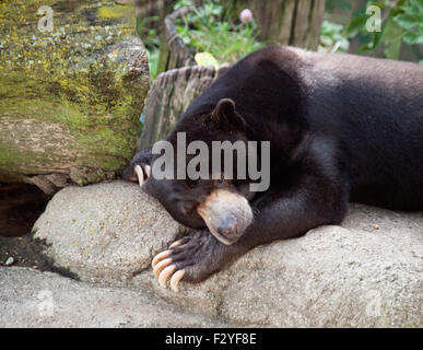 Fong, ein männlicher malayischen Sonne Bär, schläfrig im Lincoln Park Zoo in Chicago, Illinois. Stockfoto