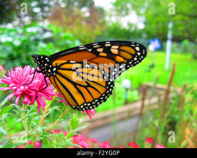 Monarchfalter auf rosa Aster Blüte Stockfoto
