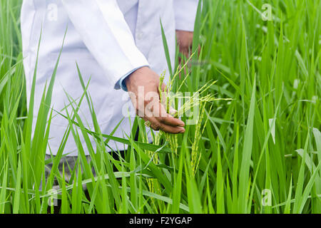 1 Arzt Farm Pflanzen Checking Stockfoto