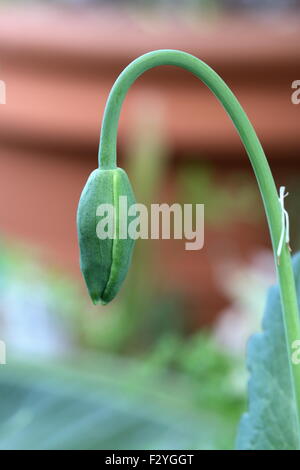 Ungeöffnete Schlafmohn Blütenknospe Stockfoto