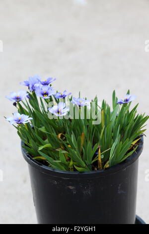 Sisyrinchium Bellum oder auch bekannt als Blue – Eyed Grass Stockfoto