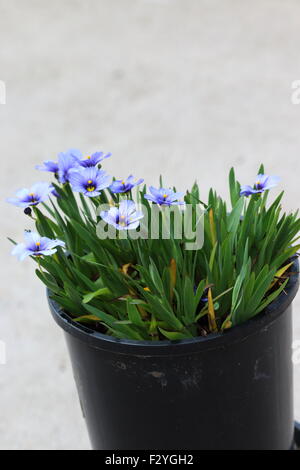 Sisyrinchium Bellum oder auch bekannt als Blue – Eyed Grass Stockfoto