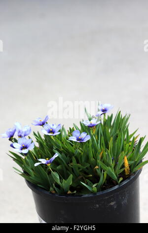 Sisyrinchium Bellum oder auch bekannt als Blue – Eyed Grass in einen Topf gepflanzt Stockfoto