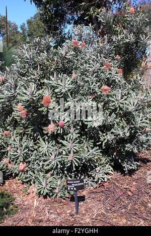 Banksia Menziesii oder auch bekannt als Brennholz Banksia Stockfoto