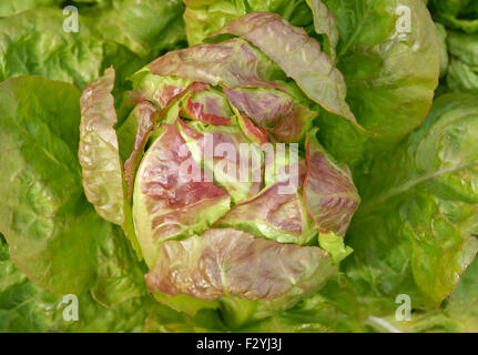 Salat Stockfoto