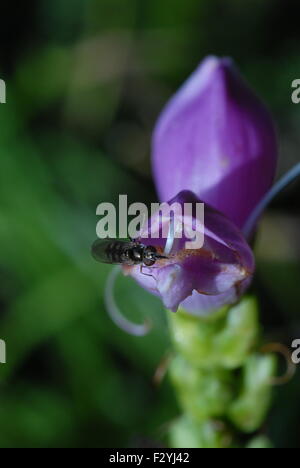 Chelone Obliqua, Schildkrötenkopf Blume Stockfoto