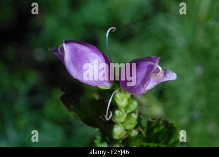 Chelone Obliqua, Schildkrötenkopf Blume Stockfoto