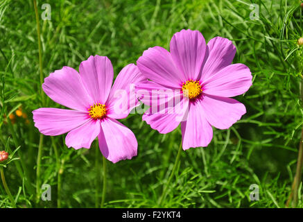 Garten-Kosmos (Cosmos Bipinnatus) Stockfoto
