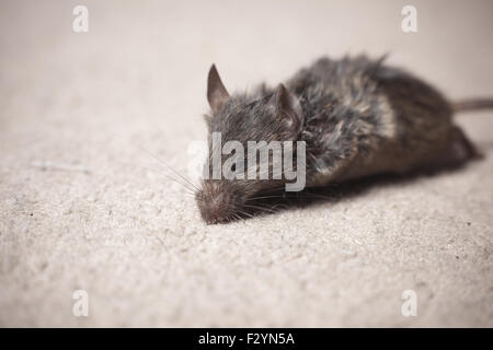 Closeup auf eine tote Maus getötet von einer Katze auf einem Teppich Stockfoto