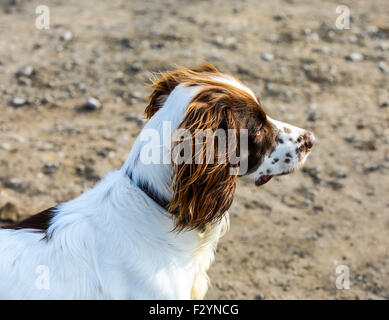 Ein Porträt von einem englischen Springer Spaniel namens Woody genommen in Mytholmroyd, West Yorkshire Stockfoto