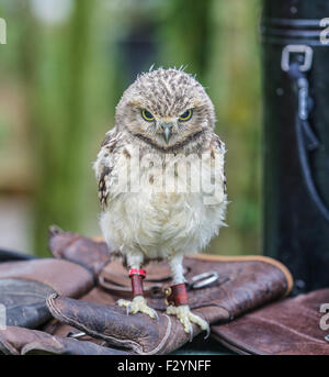 Foto einer Baby-Kanincheneule thront auf der Handler-Handschuhe Stockfoto