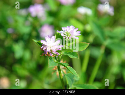 Persischer Klee (Trifolium Resupinatum) Stockfoto