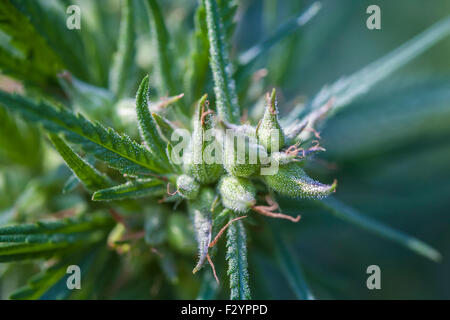 Nahaufnahme von Marihuana-Pflanze mit Kristall Köpfen Stockfoto