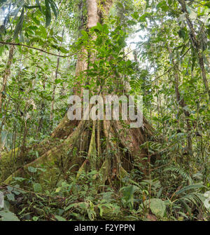 Ein sehr großer Ceibo oder Kapok Baum (Ceiba Pentandra) mit einem umfangreichen System von Strebepfeiler Wurzeln im tropischen Regenwald, Ecuador Stockfoto