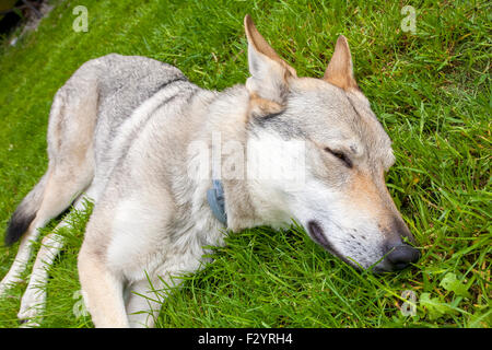 Jungen Tschechoslowakischen Wolfshundes Katze im grünen Frühlingsgarten Stockfoto