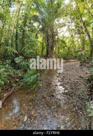 Kies Boden Bach durch tropischen Regenwald im ecuadorianischen Amazonasgebiet Stockfoto