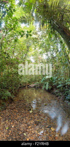 Kies Boden Bach durch tropischen Regenwald im ecuadorianischen Amazonasgebiet Stockfoto