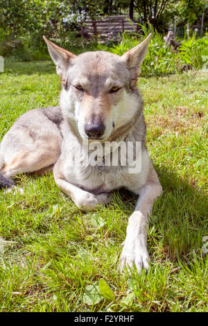 Jungen Tschechoslowakischen Wolfshundes Katze im grünen Frühlingsgarten Stockfoto