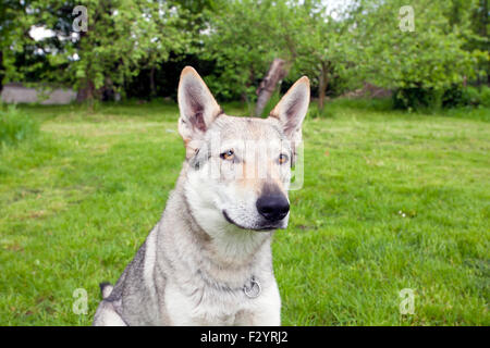 Jungen Tschechoslowakischen Wolfshundes Katze im grünen Frühlingsgarten Stockfoto