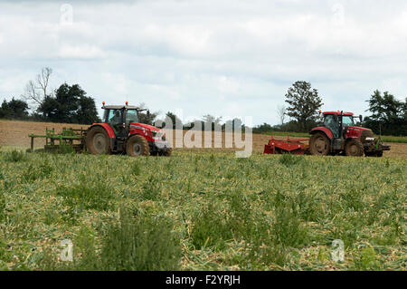 Zwiebel Ernte Bawdsey Suffolk UK Stockfoto