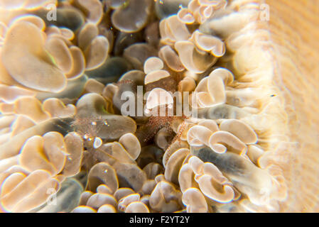 Ei-Shell-Garnelen. Wissenschaftlicher Name ist Hamopontonia Corallicola. Bei Kashiwajima, Kochi, Japan. Stockfoto