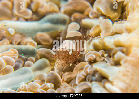 Ei-Shell-Garnelen. Wissenschaftlicher Name ist Hamopontonia Corallicola. Bei Kashiwajima, Kochi, Japan. Stockfoto