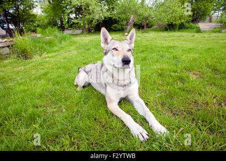 Jungen Tschechoslowakischen Wolfshundes Katze im grünen Frühlingsgarten Stockfoto