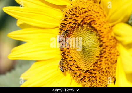 Nahaufnahme von Sonnenblumen und Biene beim Chiangrai, Thailand Stockfoto